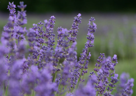 Boréal Becoming Body and Massage Oil
